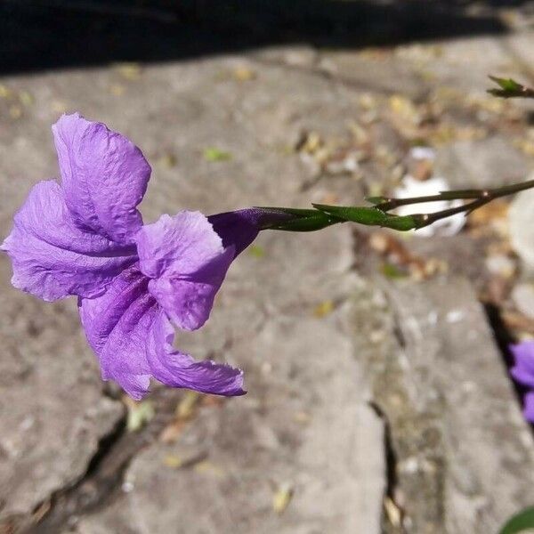 Ruellia simplex Çiçek