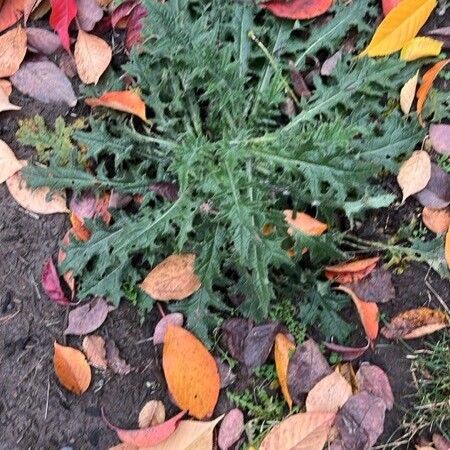 Cirsium vulgare Fuelha