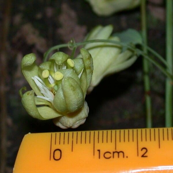 Passiflora arbelaezii Цветок