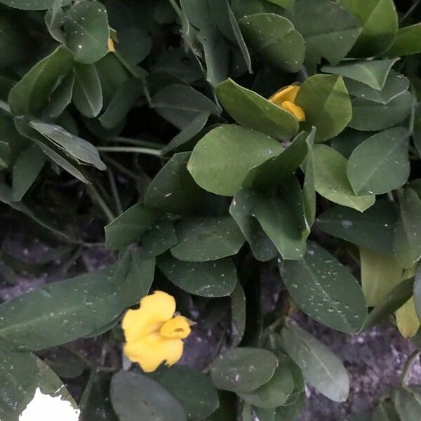 Arachis hypogaea Çiçek