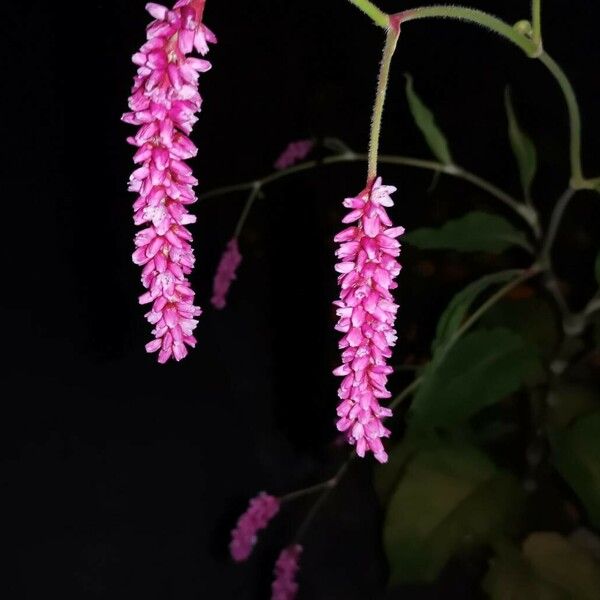 Persicaria orientalis 花