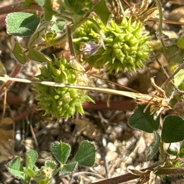 Medicago truncatula Fruit