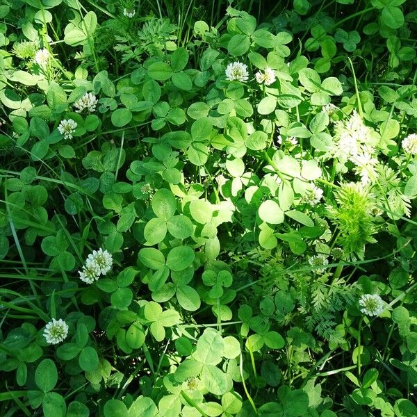 Trifolium repens Habit