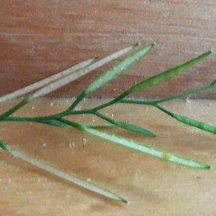 Cardamine flexuosa Fruit