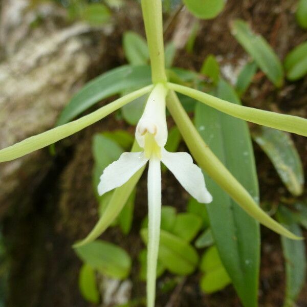 Epidendrum nocturnum Blomma