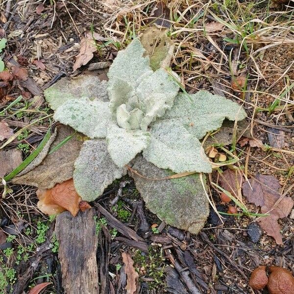 Verbascum boerhavii Fulla