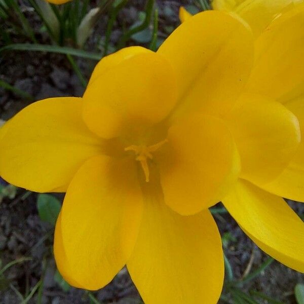 Crocus chrysanthus Flors