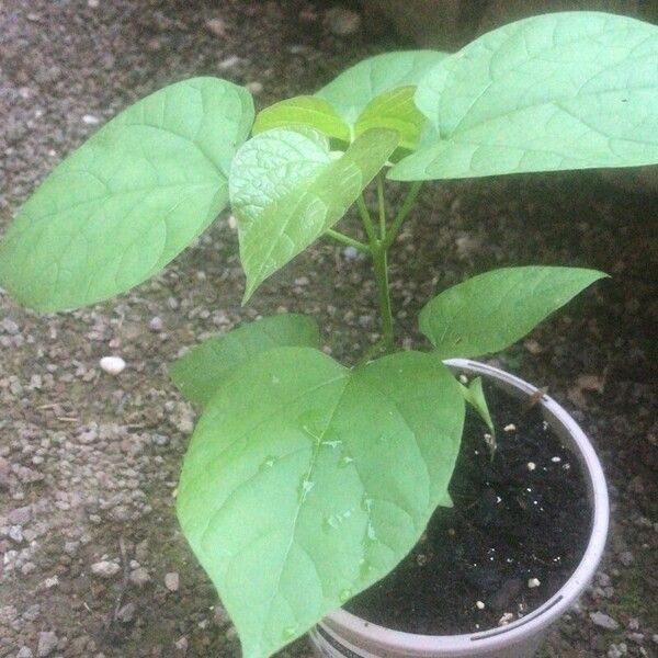 Catalpa bignonioides Ліст