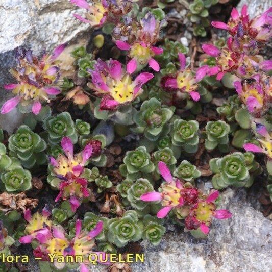 Saxifraga biflora 整株植物