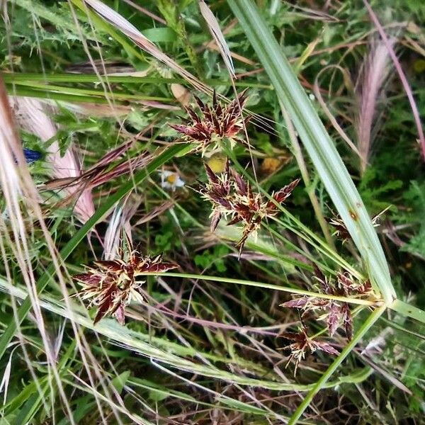 Cyperus longus പുഷ്പം