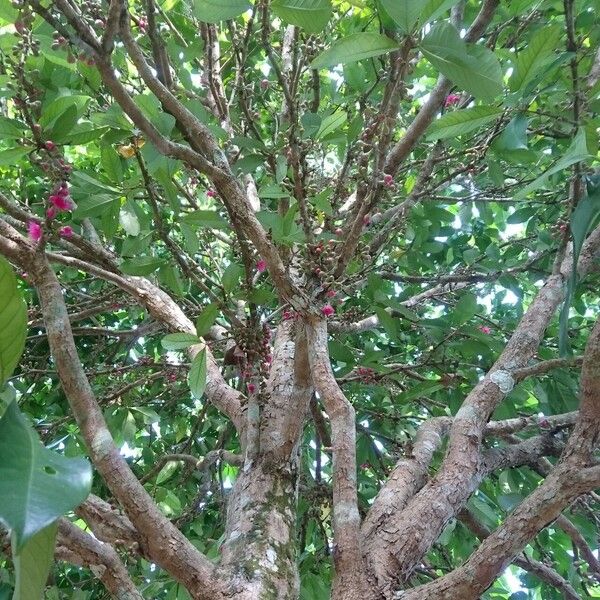 Syzygium malaccense Φλοιός
