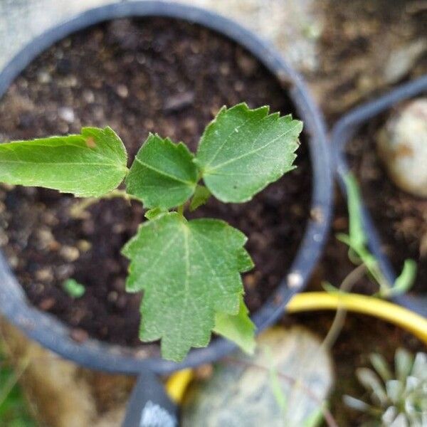 Pavonia hastata Leaf