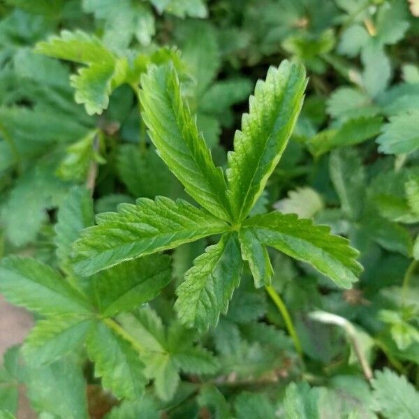 Potentilla reptans Deilen