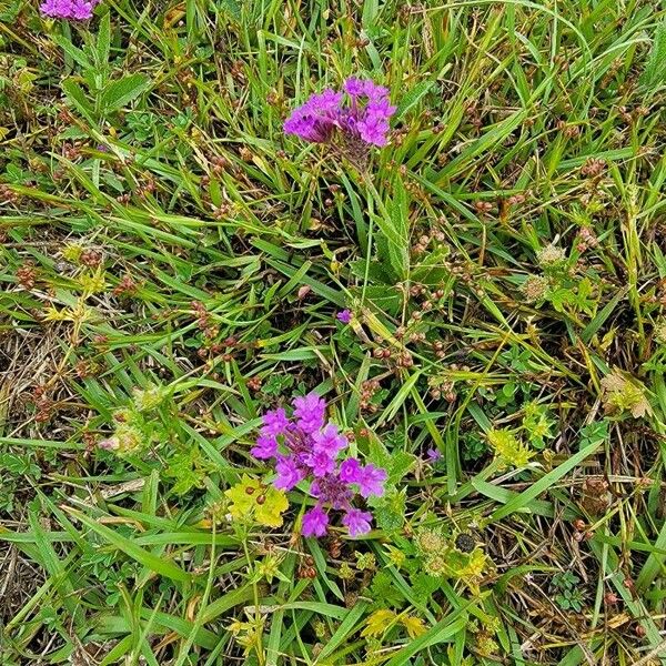 Verbena rigida ফুল