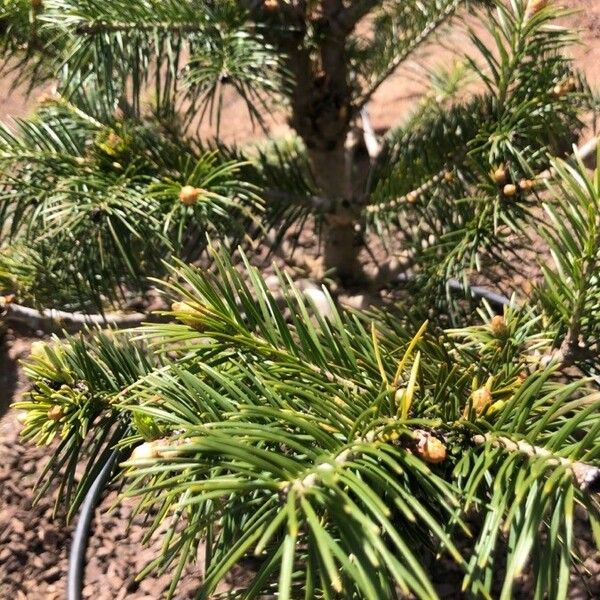 Abies spectabilis Leaf