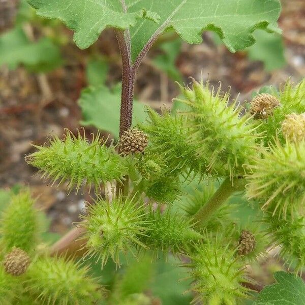 Xanthium strumarium Fruchs