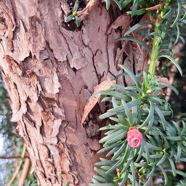 Taxus baccata Kora