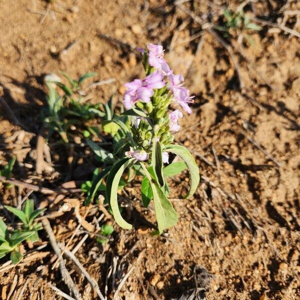 Hypoestes forskaolii Flors