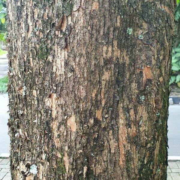 Terminalia catappa Bark