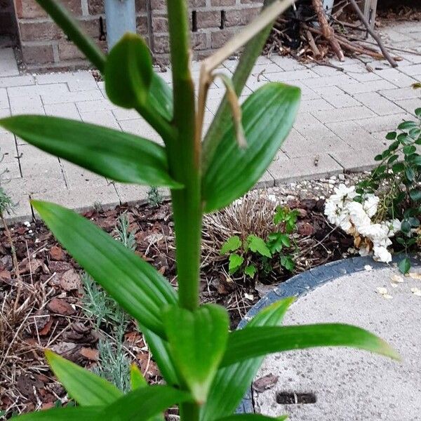 Lilium bulbiferum خشب