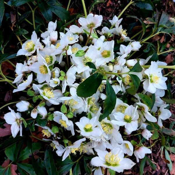 Helleborus niger Flor