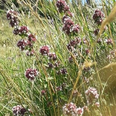 Origanum vulgare Fleur