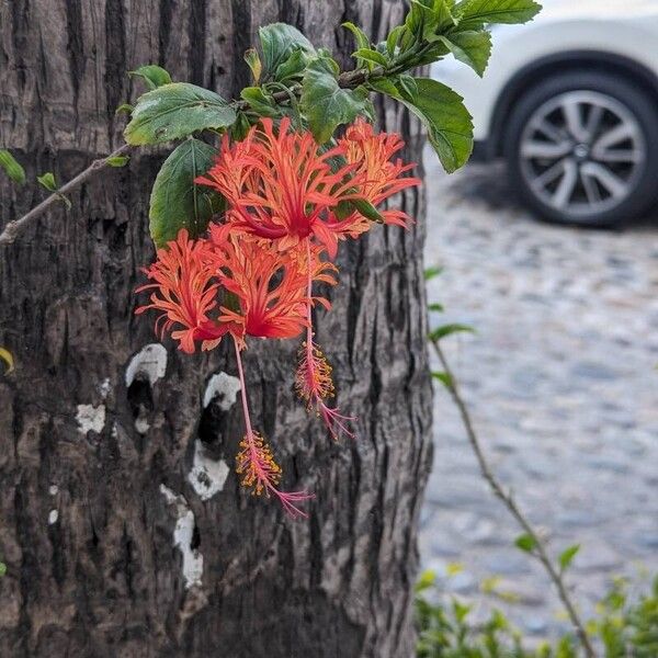 Hibiscus schizopetalus Flower