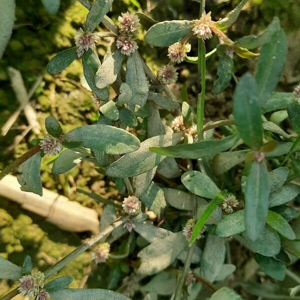 Alternanthera sessilis Blüte