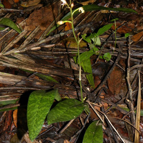 Oeceoclades maculata Hábitos