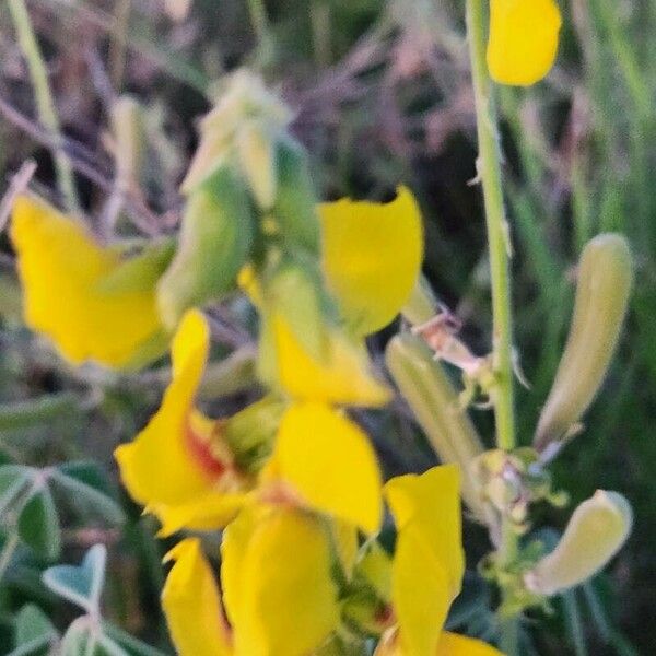 Crotalaria verdcourtii फल