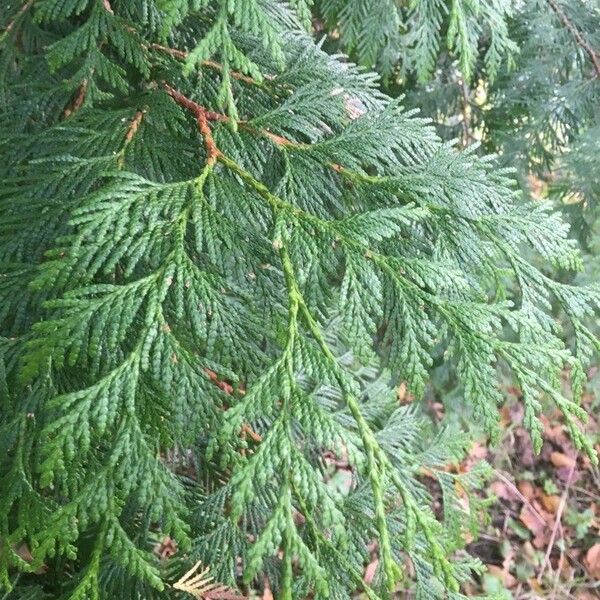 Thuja plicata 叶