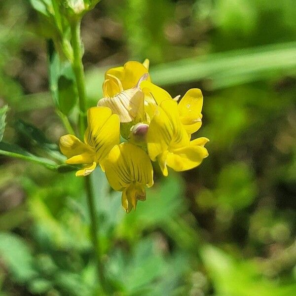 Medicago falcata Kvet