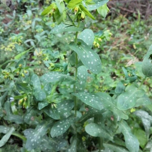 Cerinthe glabra Лист