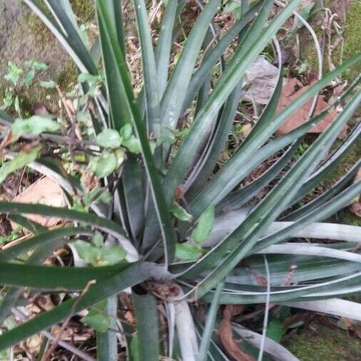 Bromelia karatas Blatt