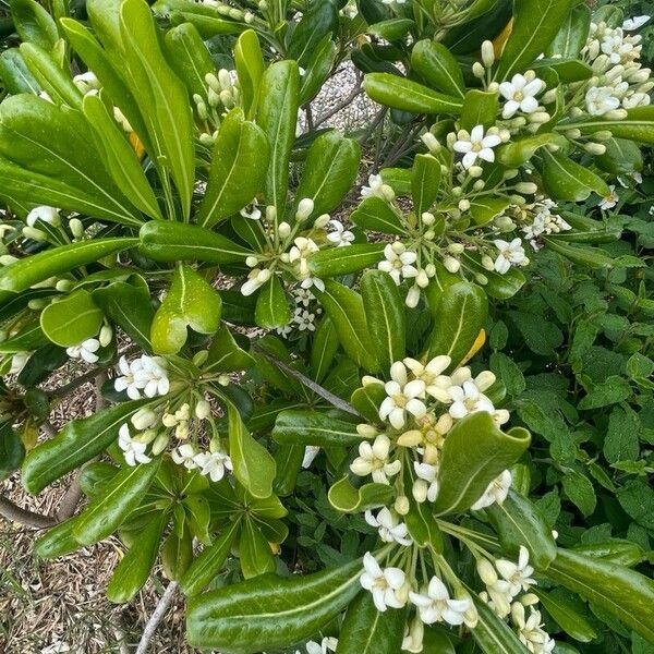 Pittosporum heterophyllum Žiedas