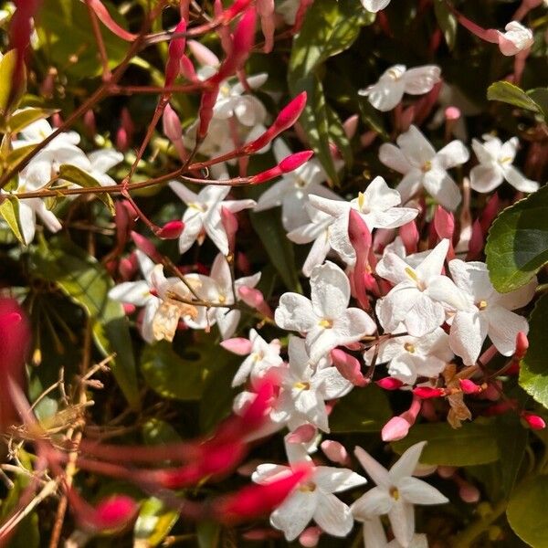 Jasminum polyanthum 花