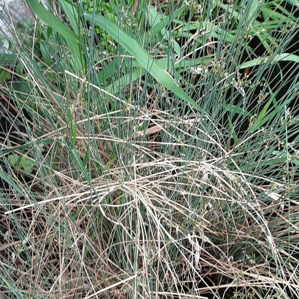 Juncus effusus 整株植物