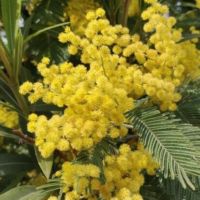 Acacia dealbata फूल