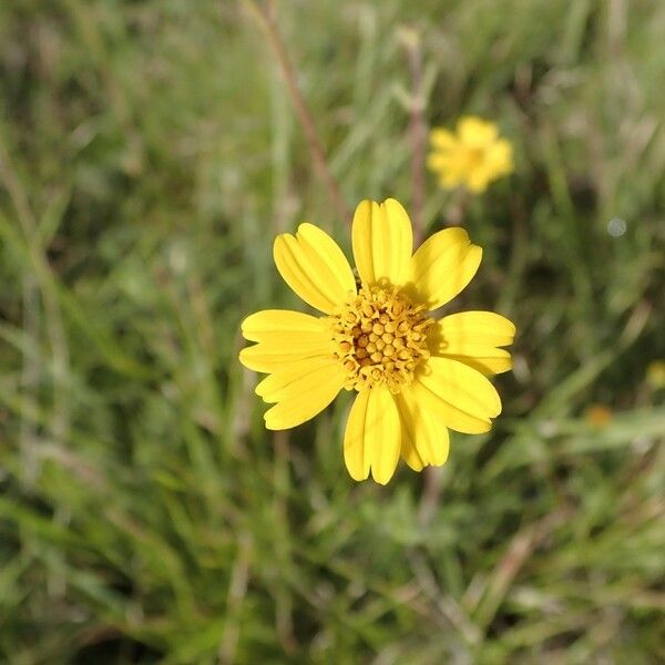 Aspilia mossambicensis Flower