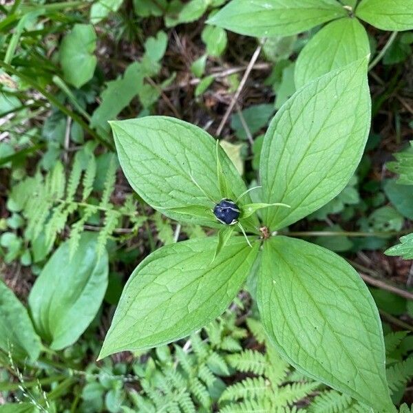 Paris quadrifolia പുഷ്പം