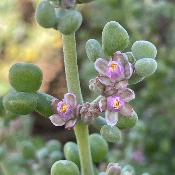 Zygophyllum gaetulum Flor