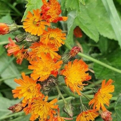 Pilosella guthnikiana Flower