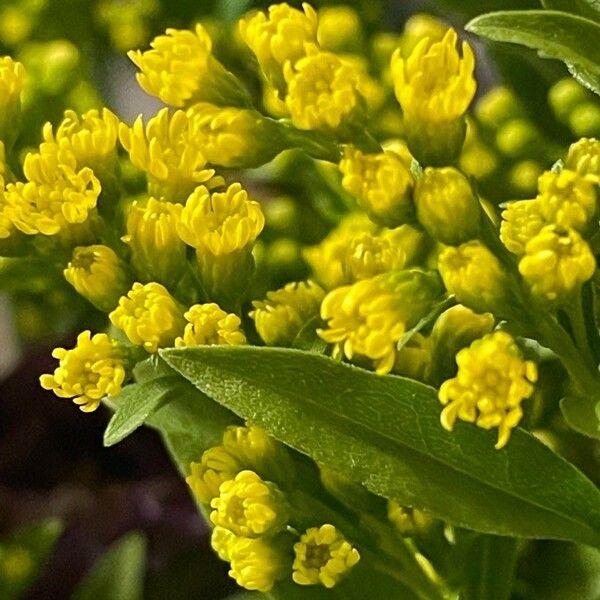 Solidago gigantea Цветок