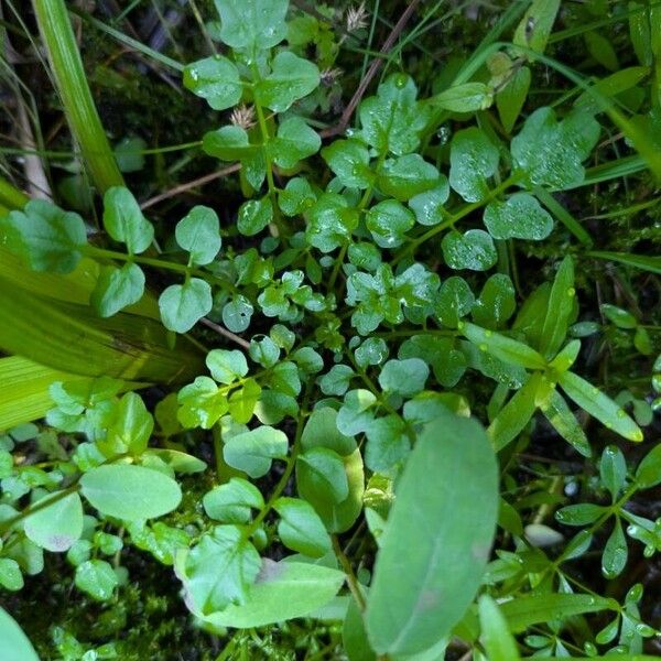 Cardamine amara Blad