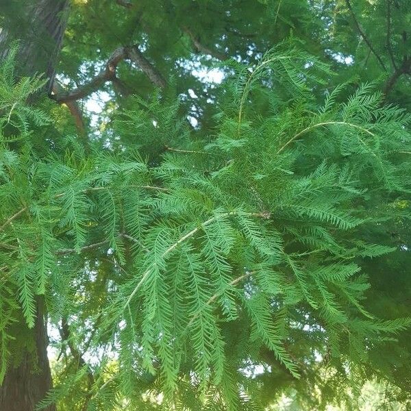 Taxodium distichum Leaf