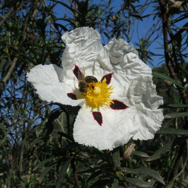 Cistus ladanifer Blomst