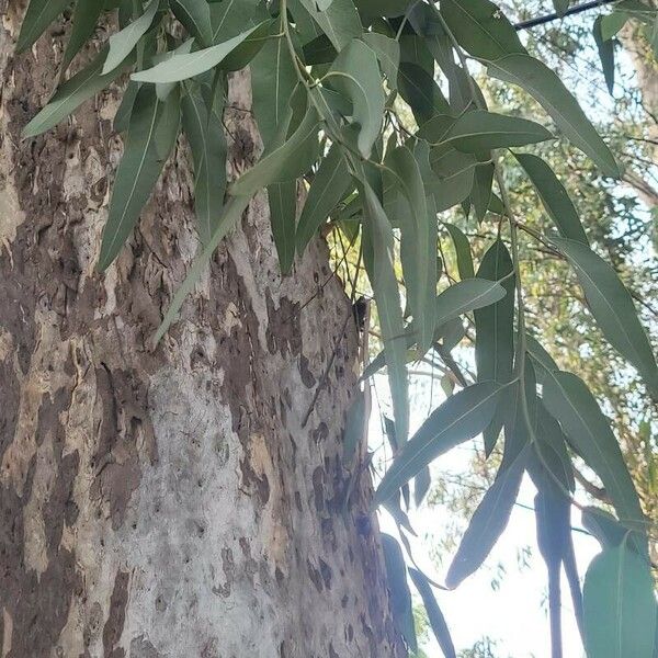 Eucalyptus globulus Foglia