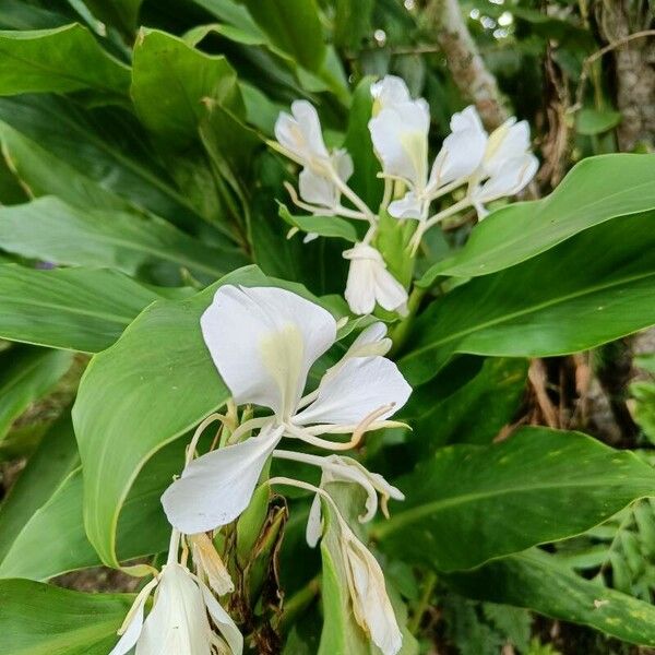 Hedychium coronarium Flower