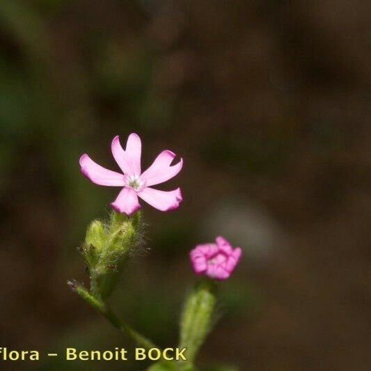 Silene scabriflora Other