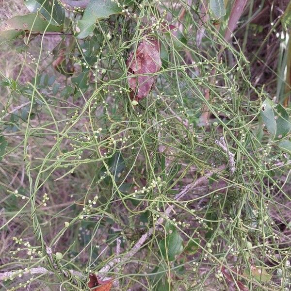 Cassytha filiformis Celota